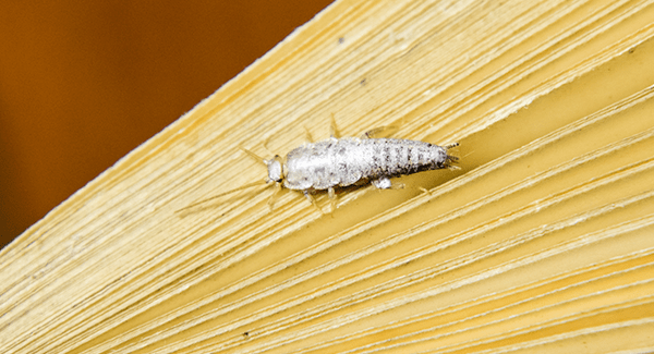 silverfish crawling on pages of a book