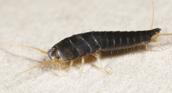silverfish up close in rhode island home