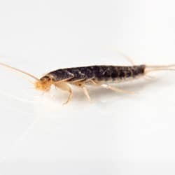 silverfish up close