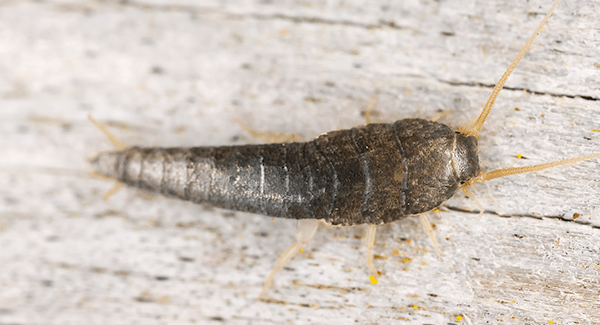 https://cdn.branchcms.com/jq7n0yplPo-1023/images/blog/silverfish-on-floor.png