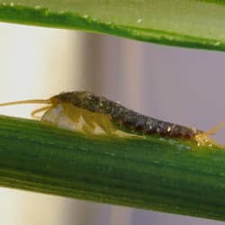 silverfish in new england home