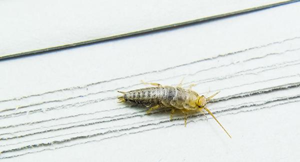 ew-there-are-so-many-silverfish-inside-my-south-portland-home