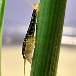 silverfish climbing on house plant