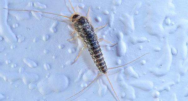 silverfish on wall