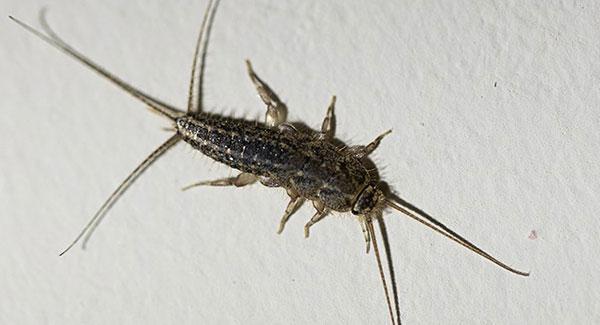 silverfish on wall