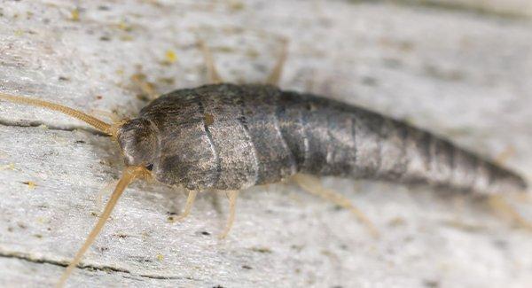 silverfish on wood