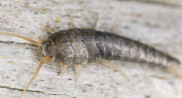 a silverfish infestation on a wooden structure