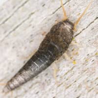 silverfish up close