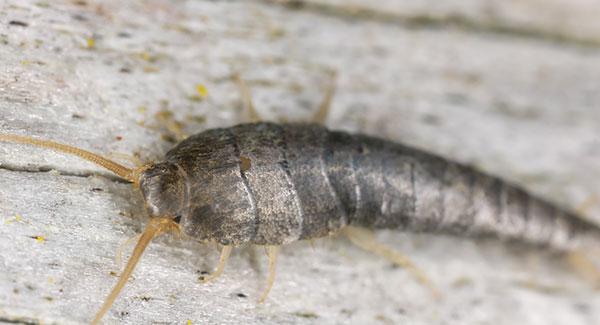 a silverfish crawling in a home