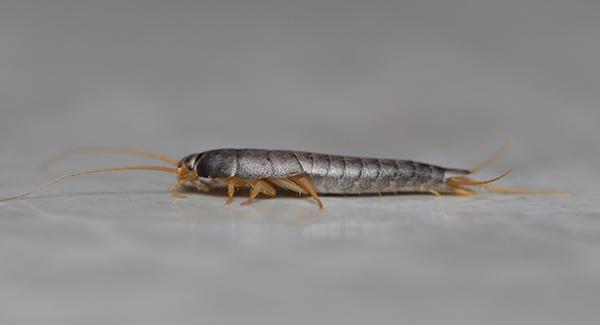 silverfish up close on counter