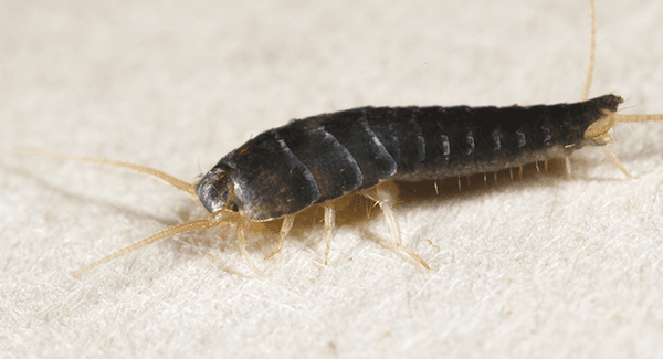 Silverfish why bad are Are Silverfish