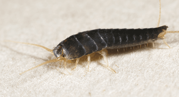 Silverfish Up Close On Floor 