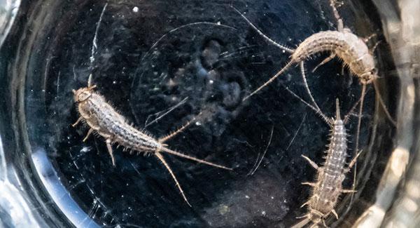 up close image of silverfish