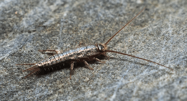 silverfish crawling in home