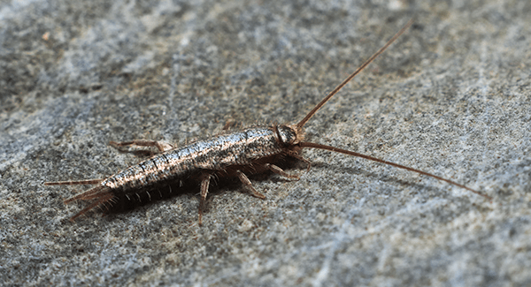 Dispelling Silverfish Myths