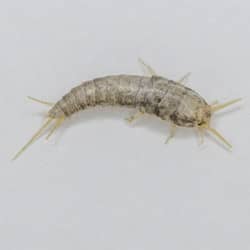 silverfish on ri kitchen counter