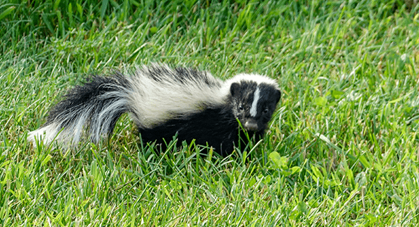 skunk on grass