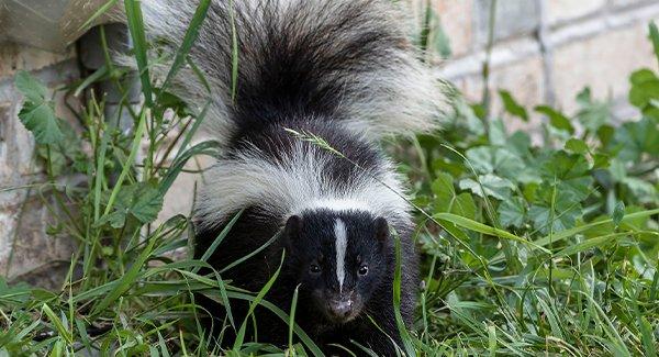 skunk crawling near a home foundation outside