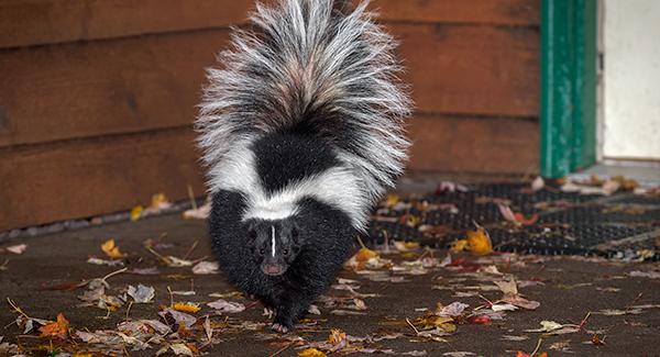 skunk on deck