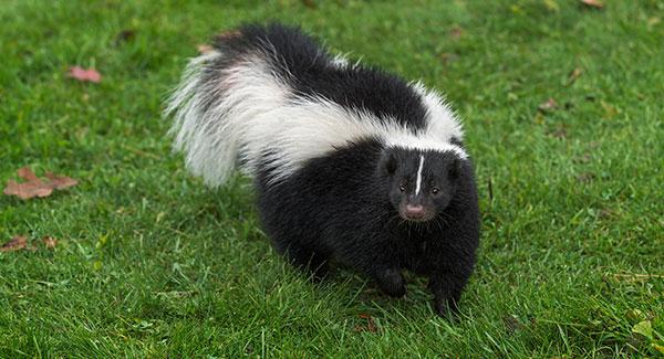 skunk in yard