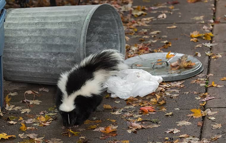 skunk in trash