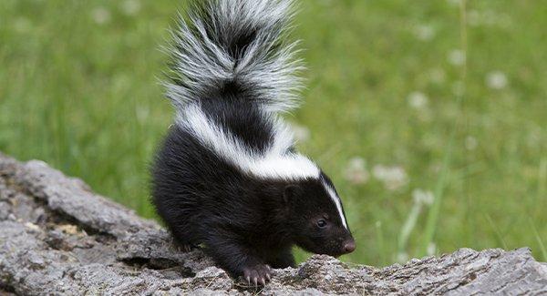 skunk on a log in a yard