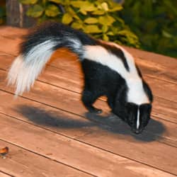 skunk on a homes deck