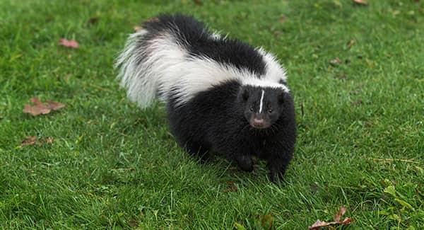 an adult sking pranching through the green grass on a providence road island property during a sunny late summer day