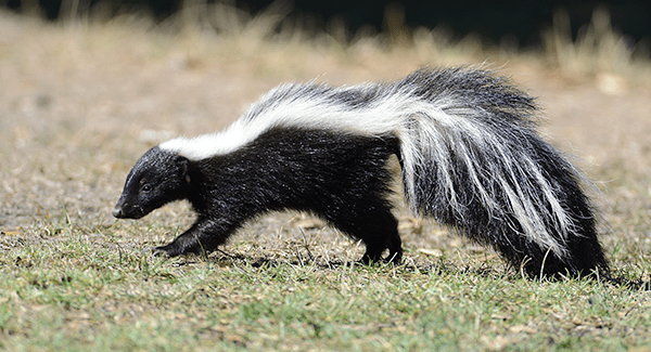 skunk walking across yard