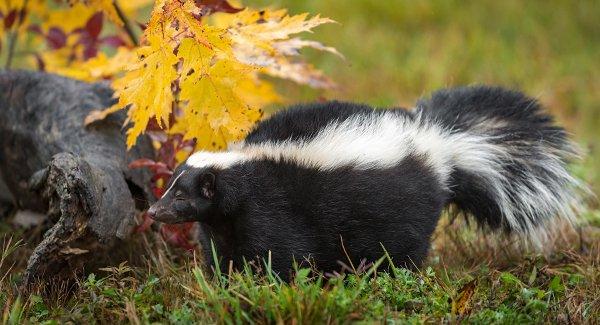 skunk walking in grass