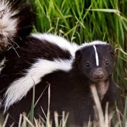 skunk outside an RI home