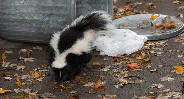 skunk getting into trash