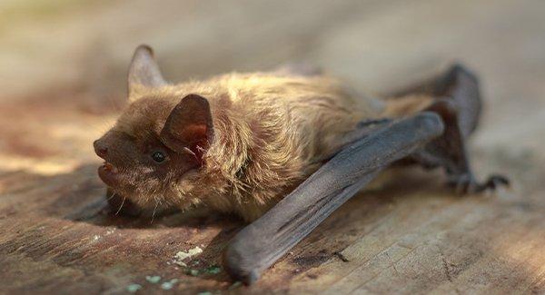 a small brown bat crawling on a roof