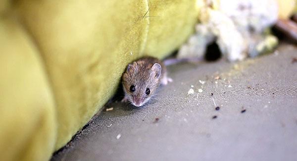 a small mouse on the floor