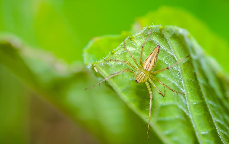 yellow sac spider on leaf