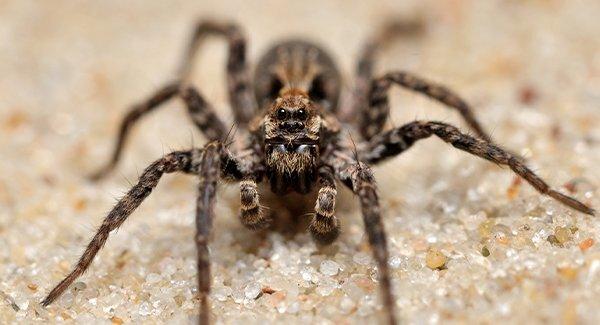 close up of spider