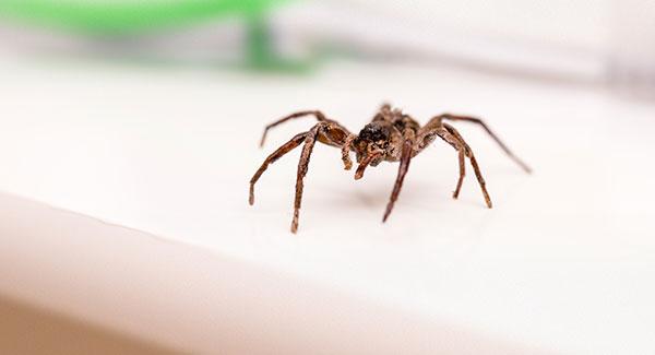 Southern House Spider: Identification Tips