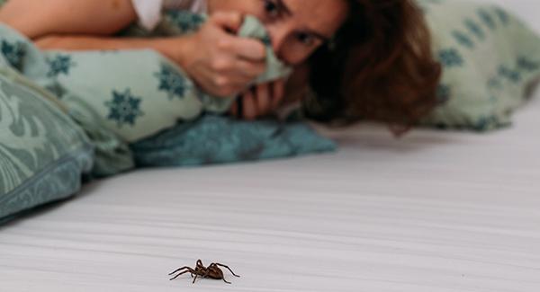 a spider crawling on a bed that a girl is laying on