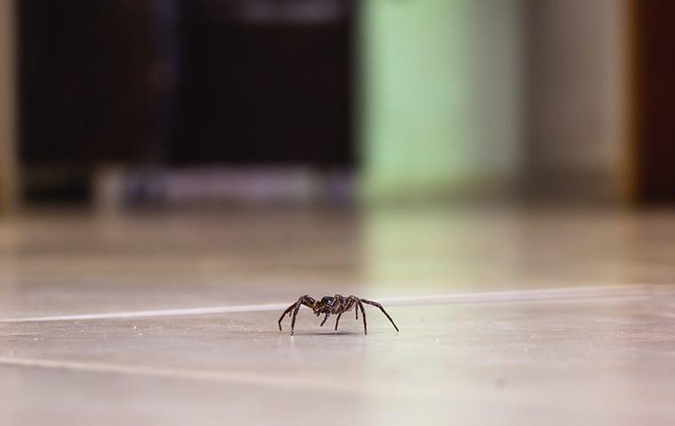 a spider crawling in a home