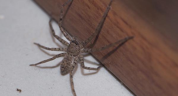 spider on wall