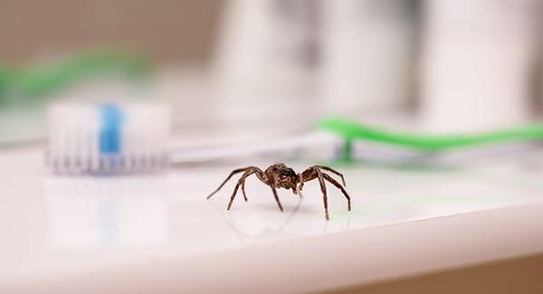 spider crawling on a counter