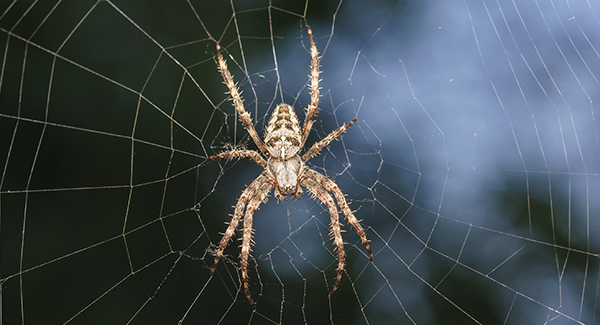 a spider in the middle of a web