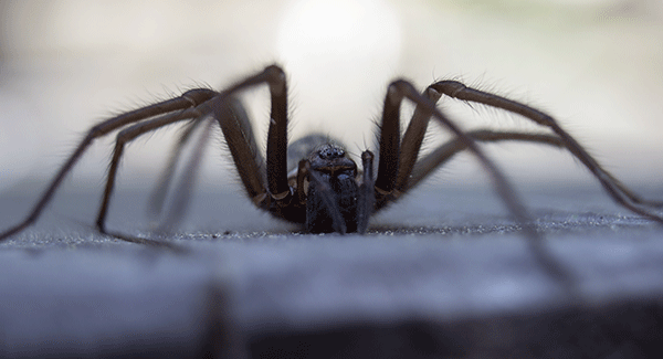 a spider on a window sill