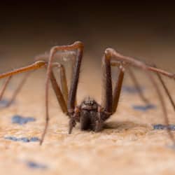 house spider on a carpet in ri home