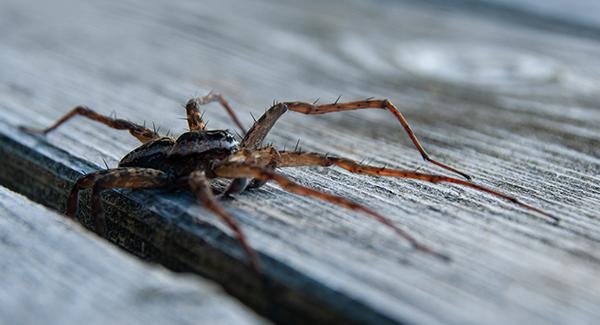 spider crawling on porch