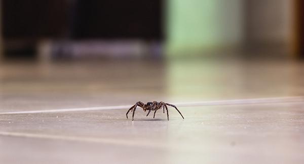 spider on tile floor