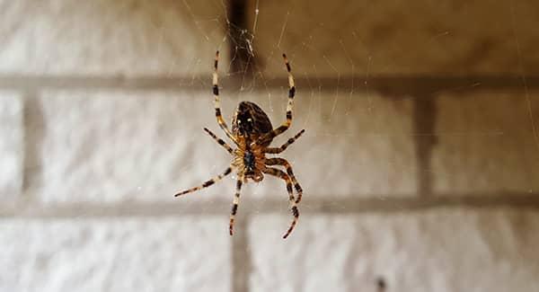 spider dangling from a web