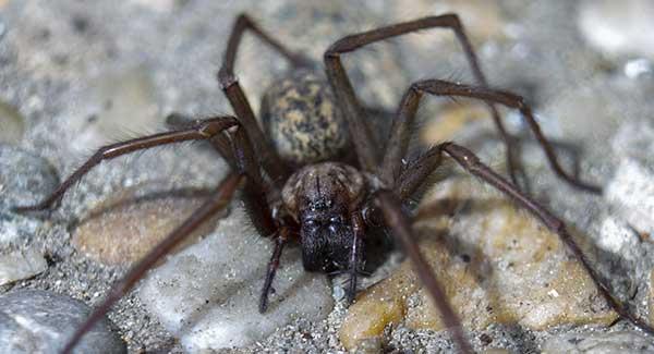 spider on pebble floor in home