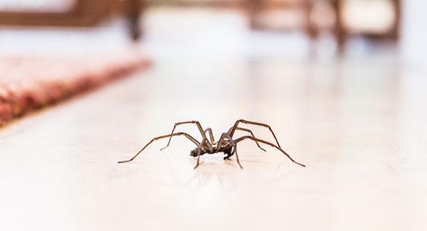 a spider crawling on the floor of a home
