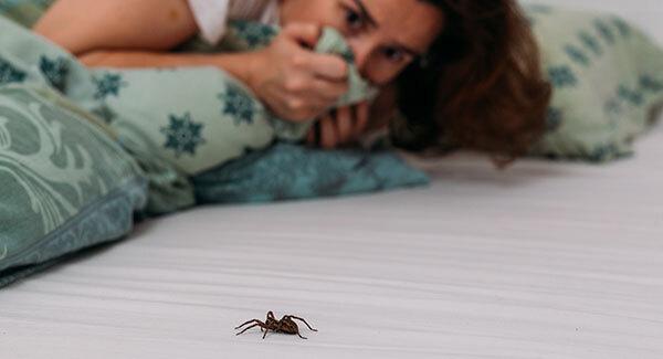 spider crawling across bed
